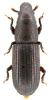 Rhyncolus strangulatus
